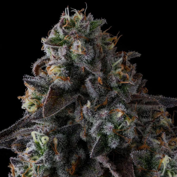 Fruit Riot - COMPOUND GENETICS | TanieSianie.pl
