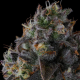 Fruit Riot - COMPOUND GENETICS | TanieSianie.pl