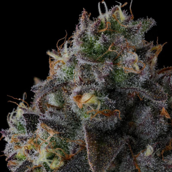 Fruit Riot - COMPOUND GENETICS | TanieSianie.pl