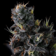 Giggin' Grapes - COMPOUND GENETICS | TanieSianie.pl