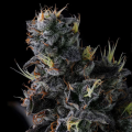 Giggin' Grapes - COMPOUND GENETICS