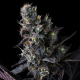 Giggin' Grapes - COMPOUND GENETICS | TanieSianie.pl