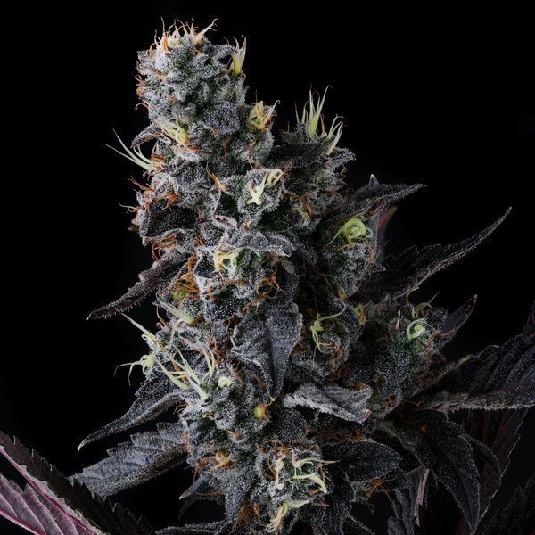 Giggin' Grapes - COMPOUND GENETICS | TanieSianie.pl