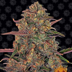 Pineapple Chunk - BARNEY’S FARM | TanieSianie.pl