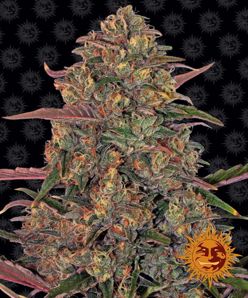Pineapple Chunk - BARNEY’S FARM | TanieSianie.pl