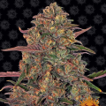 Pineapple Chunk - BARNEY’S FARM