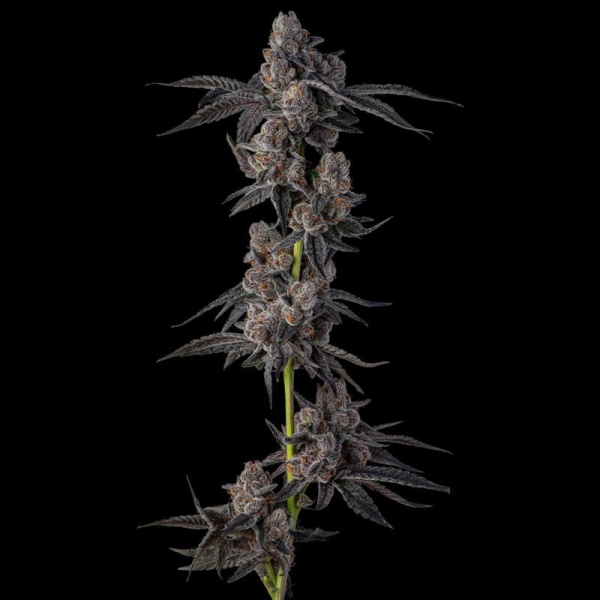 Mellowz - COMPOUND GENETICS | TanieSianie.pl