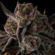 Purple Preserves - COMPOUND GENETICS | TanieSianie.pl