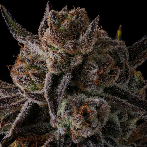 Purple Preserves - COMPOUND GENETICS | TanieSianie.pl