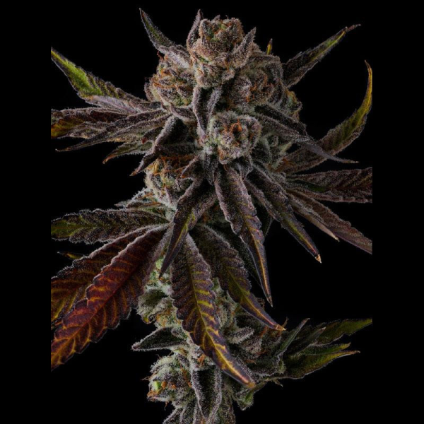 Purple Preserves - COMPOUND GENETICS | TanieSianie.pl