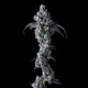 UK Riot - COMPOUND GENETICS | TanieSianie.pl