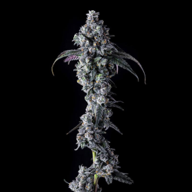 UK Riot - COMPOUND GENETICS | TanieSianie.pl