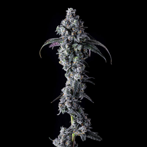 UK Riot - COMPOUND GENETICS | TanieSianie.pl