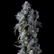 UK Riot - COMPOUND GENETICS | TanieSianie.pl