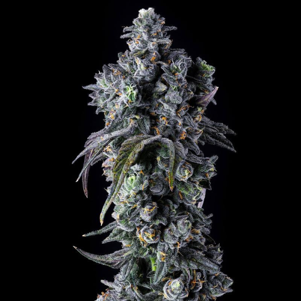 UK Riot - COMPOUND GENETICS | TanieSianie.pl