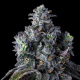 UK Riot - COMPOUND GENETICS | TanieSianie.pl