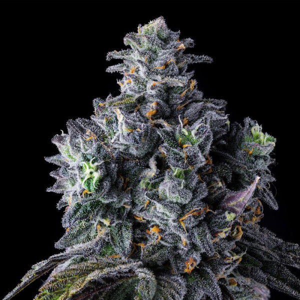 UK Riot - COMPOUND GENETICS | TanieSianie.pl
