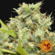 Pineapple Chunk - BARNEY’S FARM | TanieSianie.pl