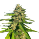 CBG Critical Mass | TanieSianie.pl