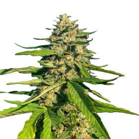 CBG Critical Mass | TanieSianie.pl