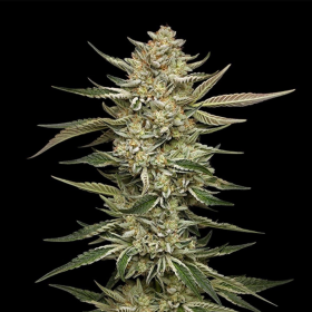 OG Triploid Auto - HUMBOLDT SEED COMPANY | TanieSianie.pl