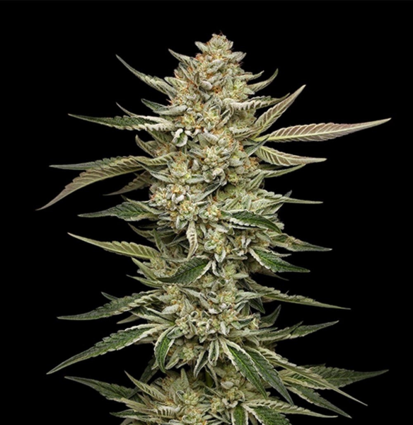 OG Triploid Auto - HUMBOLDT SEED COMPANY | TanieSianie.pl
