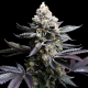Animal Cookies | TanieSianie.pl