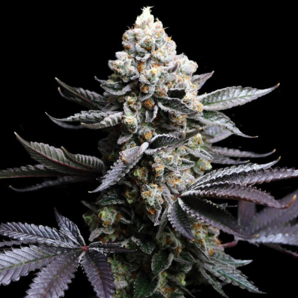 Animal Cookies | TanieSianie.pl