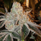Johnny Dang R1 - ETHOS GENETICS | TanieSianie.pl