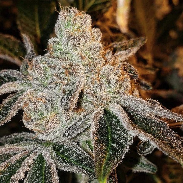 Johnny Dang R1 - ETHOS GENETICS | TanieSianie.pl