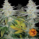 Pineapple Chunk - BARNEY’S FARM | TanieSianie.pl
