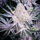 Purple Sunset RBX2 - ETHOS GENETICS | TanieSianie.pl