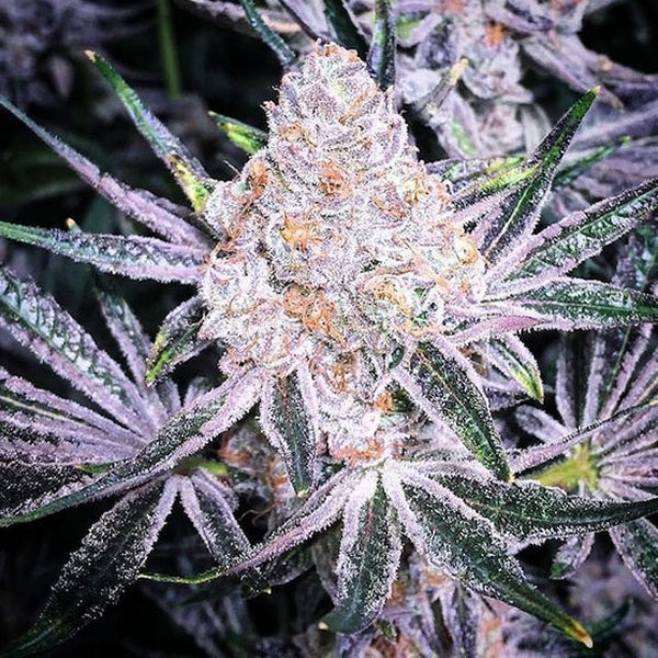 Purple Sunset RBX2 - ETHOS GENETICS | TanieSianie.pl