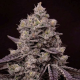 Fanta Sea RBX - ETHOS GENETICS | TanieSianie.pl