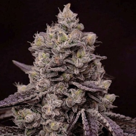 Fanta Sea RBX - ETHOS GENETICS | TanieSianie.pl