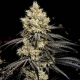 Pillows R1 - ETHOS GENETICS | TanieSianie.pl