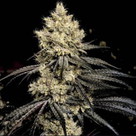 Pillows R1 - ETHOS GENETICS | TanieSianie.pl