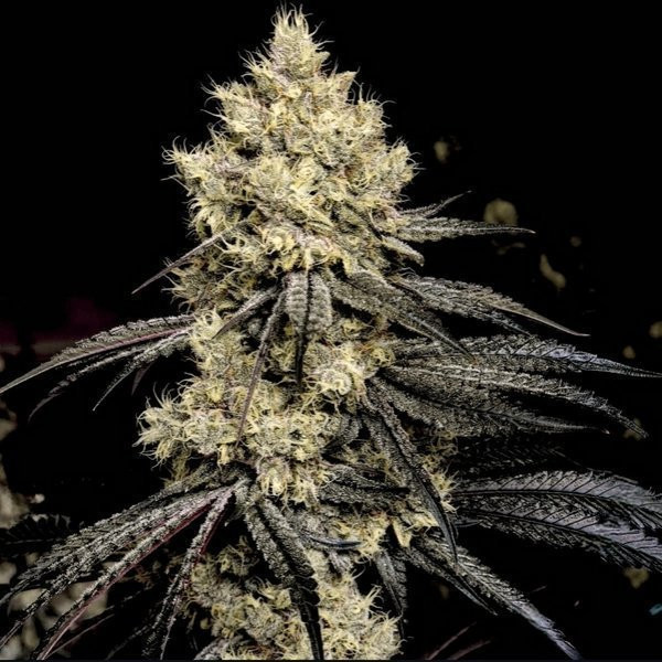 Pillows R1 - ETHOS GENETICS | TanieSianie.pl