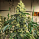 Sour G R1 - ETHOS GENETICS | TanieSianie.pl