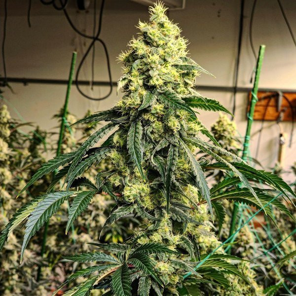 Sour G R1 - ETHOS GENETICS | TanieSianie.pl