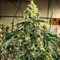 Sour G R1 - ETHOS GENETICS