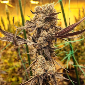 Dip N' Stax RBX1 - ETHOS GENETICS | TanieSianie.pl