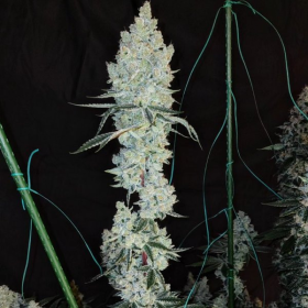 Lemon Cherry Pie R1 - ETHOS GENETICS | TanieSianie.pl