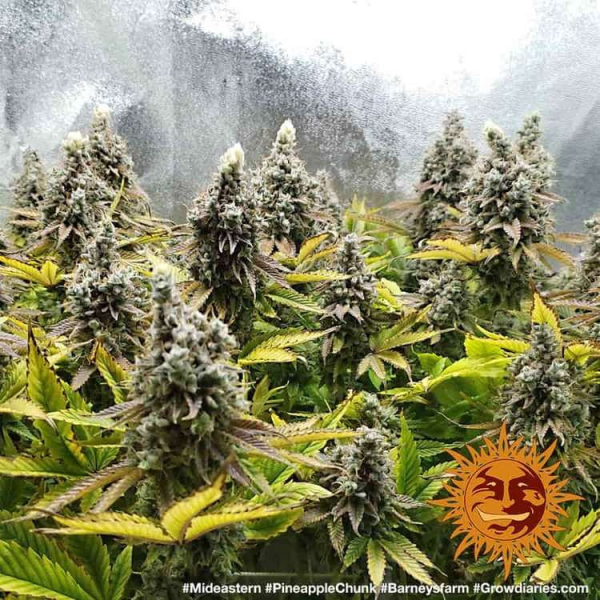 Pineapple Chunk - BARNEY’S FARM | TanieSianie.pl