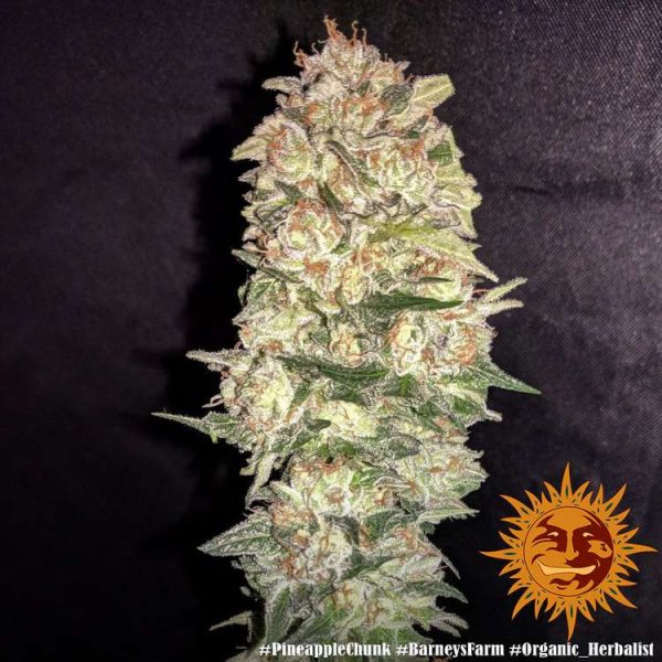 Pineapple Chunk - BARNEY’S FARM | TanieSianie.pl