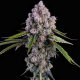 Pepe Silvia R1 - ETHOS GENETICS | TanieSianie.pl