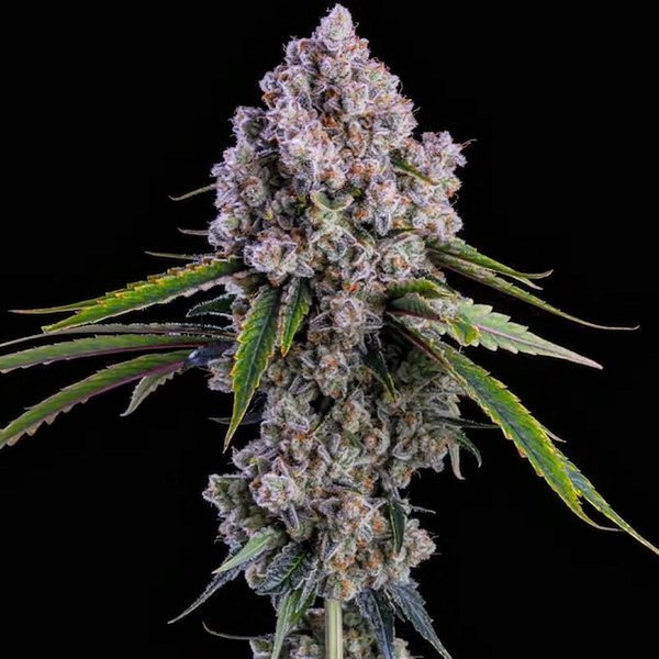Pepe Silvia R1 - ETHOS GENETICS | TanieSianie.pl