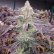Colin OG RBX - ETHOS GENETICS | TanieSianie.pl