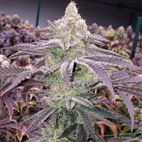 Colin OG RBX - ETHOS GENETICS | TanieSianie.pl