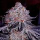 Cherry Gar-See-Ya R1 - ETHOS GENETICS | TanieSianie.pl